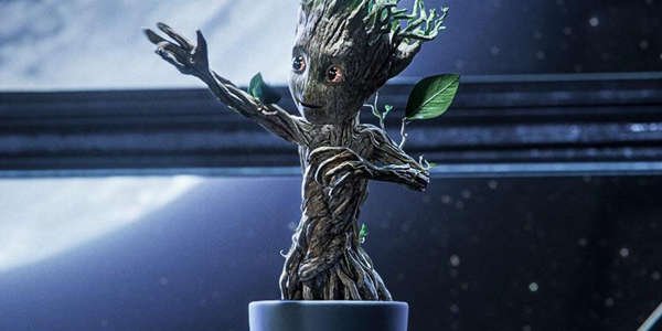 Baby Groot moving around in his little pot, moments before it cracks and breaks, freeing his legs and allowing him to walk.