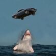 an image of a car suspended in mid-air while a shark emerges from the water trying to swallow it | Agents of Fandom
